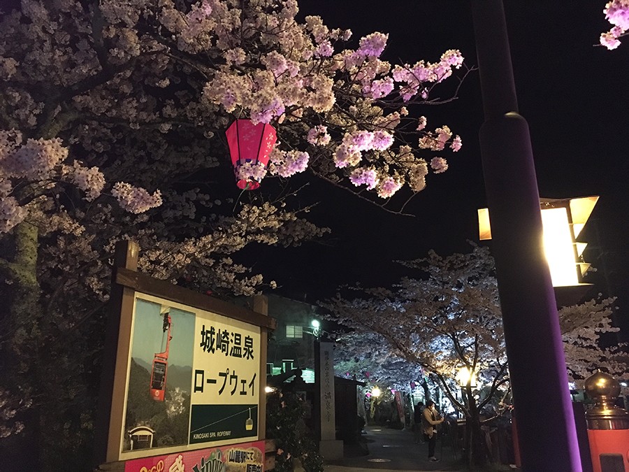 豊岡の桜 Flatworks