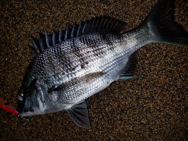 ラウズ85sアカハラで黒鯛 好調です 釣具のエキスパート オンラインショップ