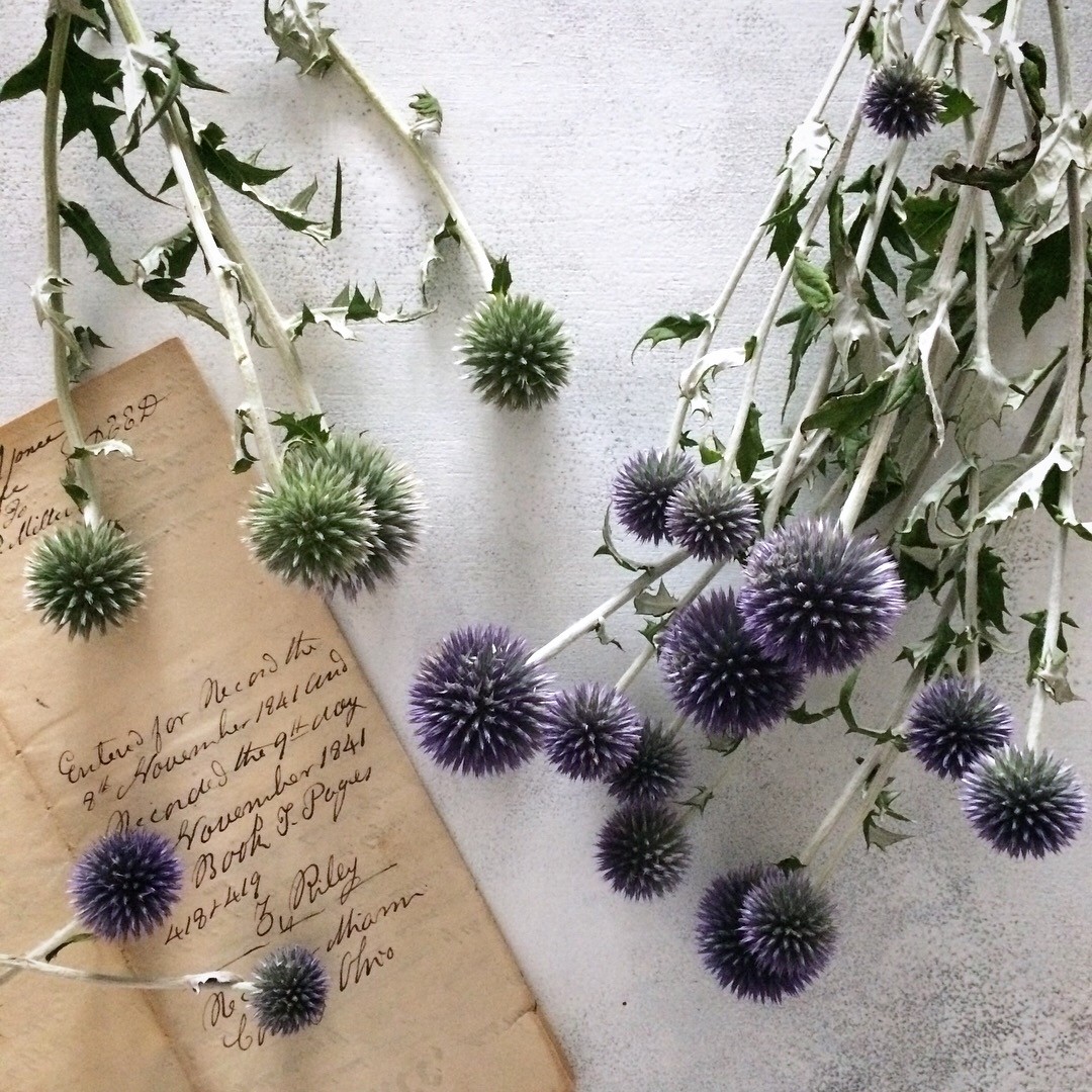 ドライフラワーになるお花 華の人 Occhi