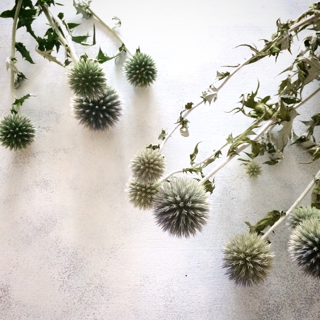 ドライフラワーになるお花 華の人 Occhi