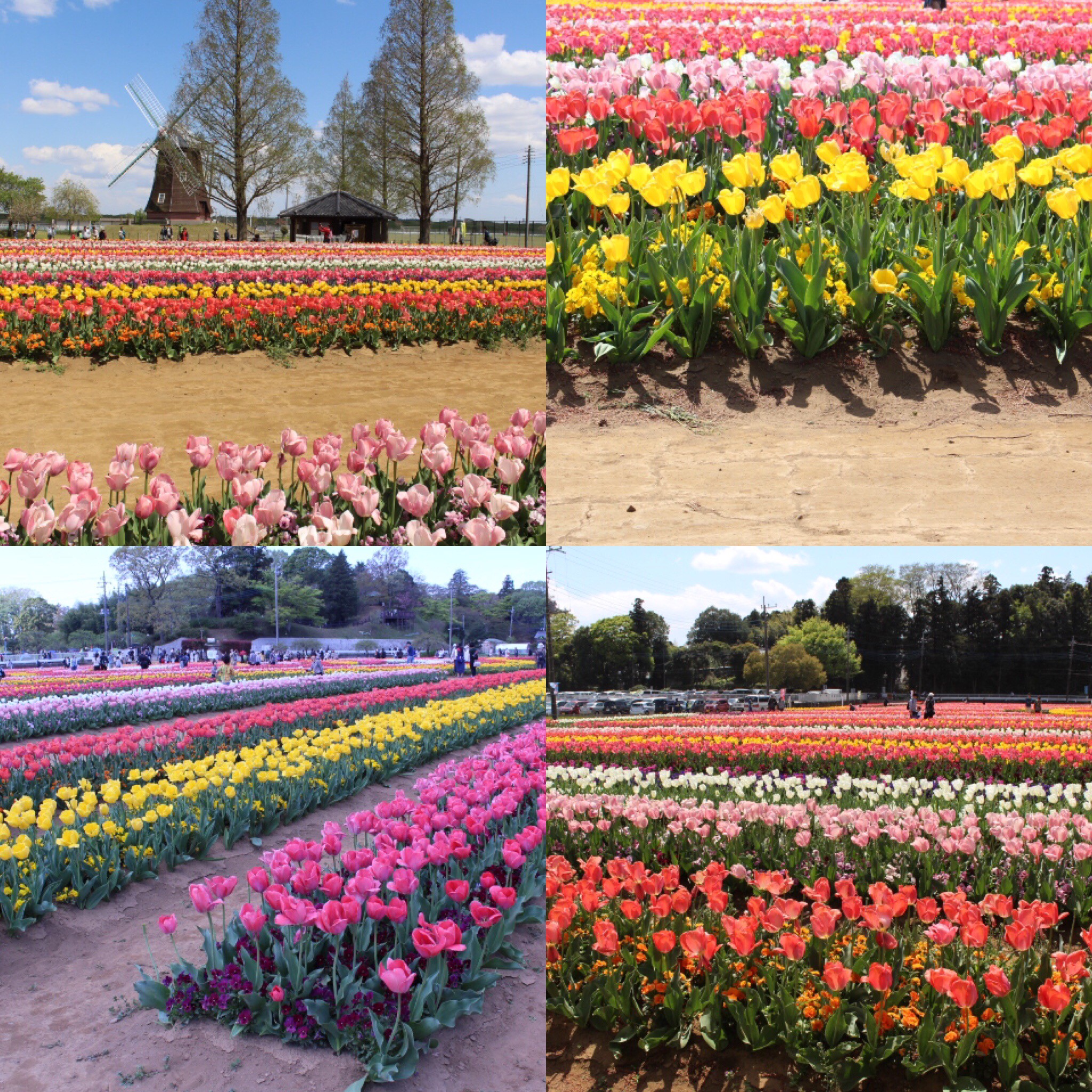 あけぼの山農業公園のチューリップ 無垢一枚板テーブル専門店 千年家具 在庫2000枚以上 ウォールナット 栃 ブビンガ Slab Team
