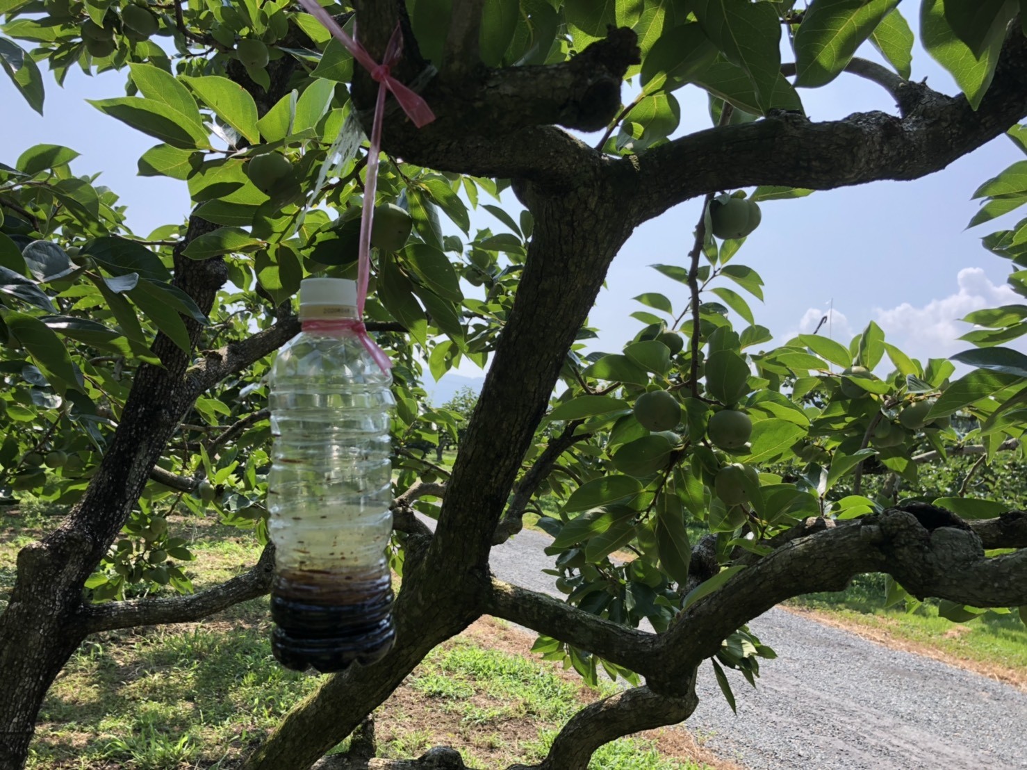 カメムシ対策 しげはら農園 豊橋産次郎柿