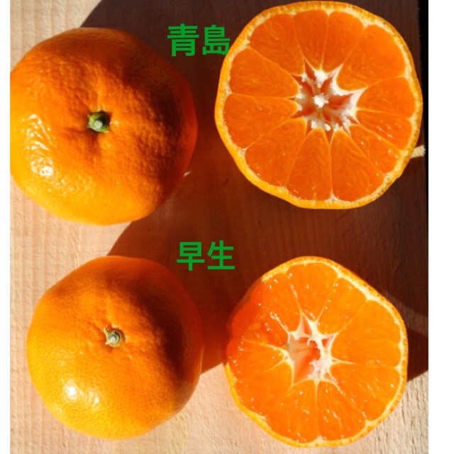 三ケ日みかんの品種について しげはら農園 豊橋産次郎柿 三ケ日みかんの品種について しげはら農園 豊橋産次郎柿