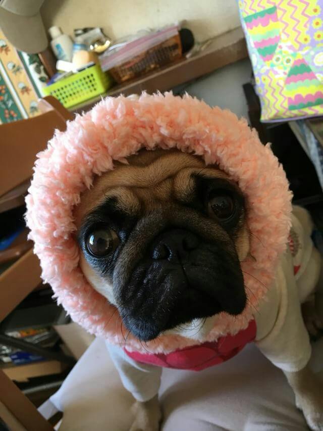 パグ犬のきなこちゃん ๑ ᴗ ๑ Pine Bull フレンチブルドッグwear 雑貨 パグ犬のきなこちゃん ๑ ᴗ ๑ Pine Bull フレンチブルドッグwear 雑貨