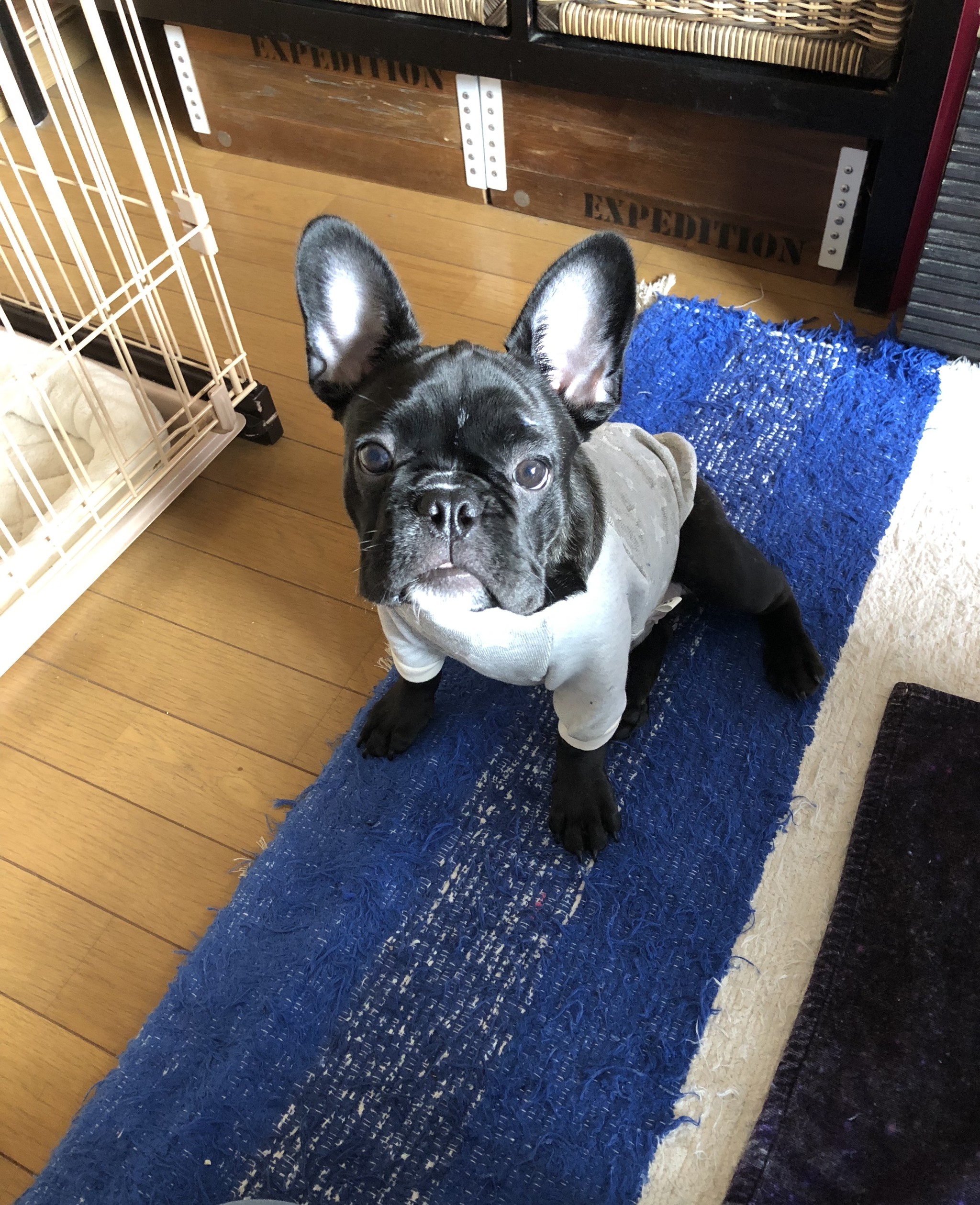 福島県k様のフレブル君です Pine Bull フレンチブルドッグwear 雑貨 福島県k様のフレブル君です Pine Bull フレンチブルドッグwear 雑貨