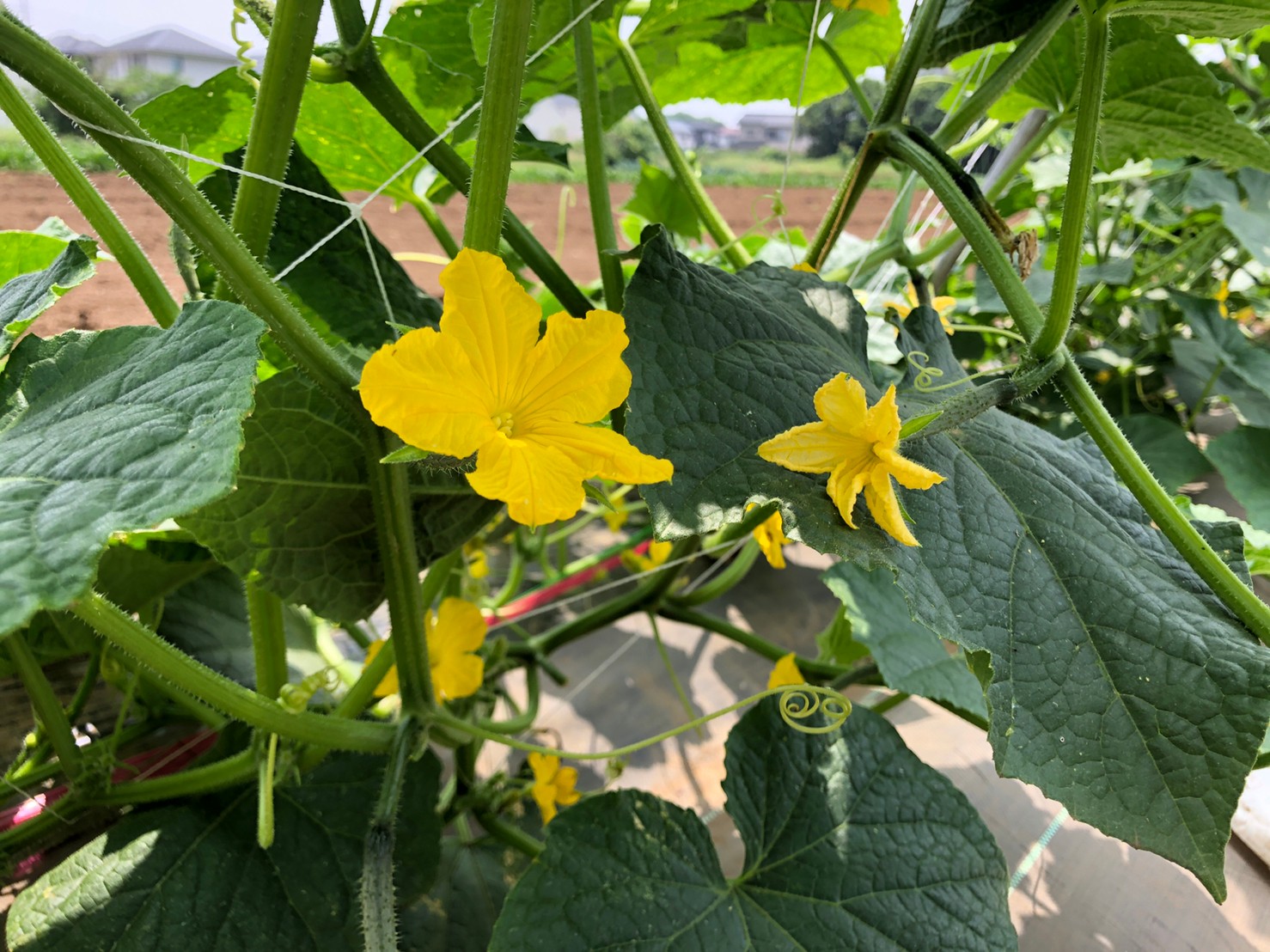 野菜は 花も個性豊か しゅんかしゅんか 季節の新鮮野菜発送 野菜は 花も個性豊か しゅんかしゅんか 季節の新鮮野菜発送