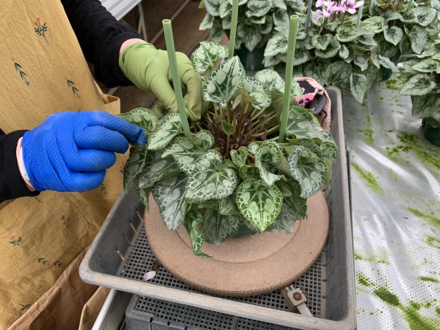 シクラメンのお話 葉組み Breed