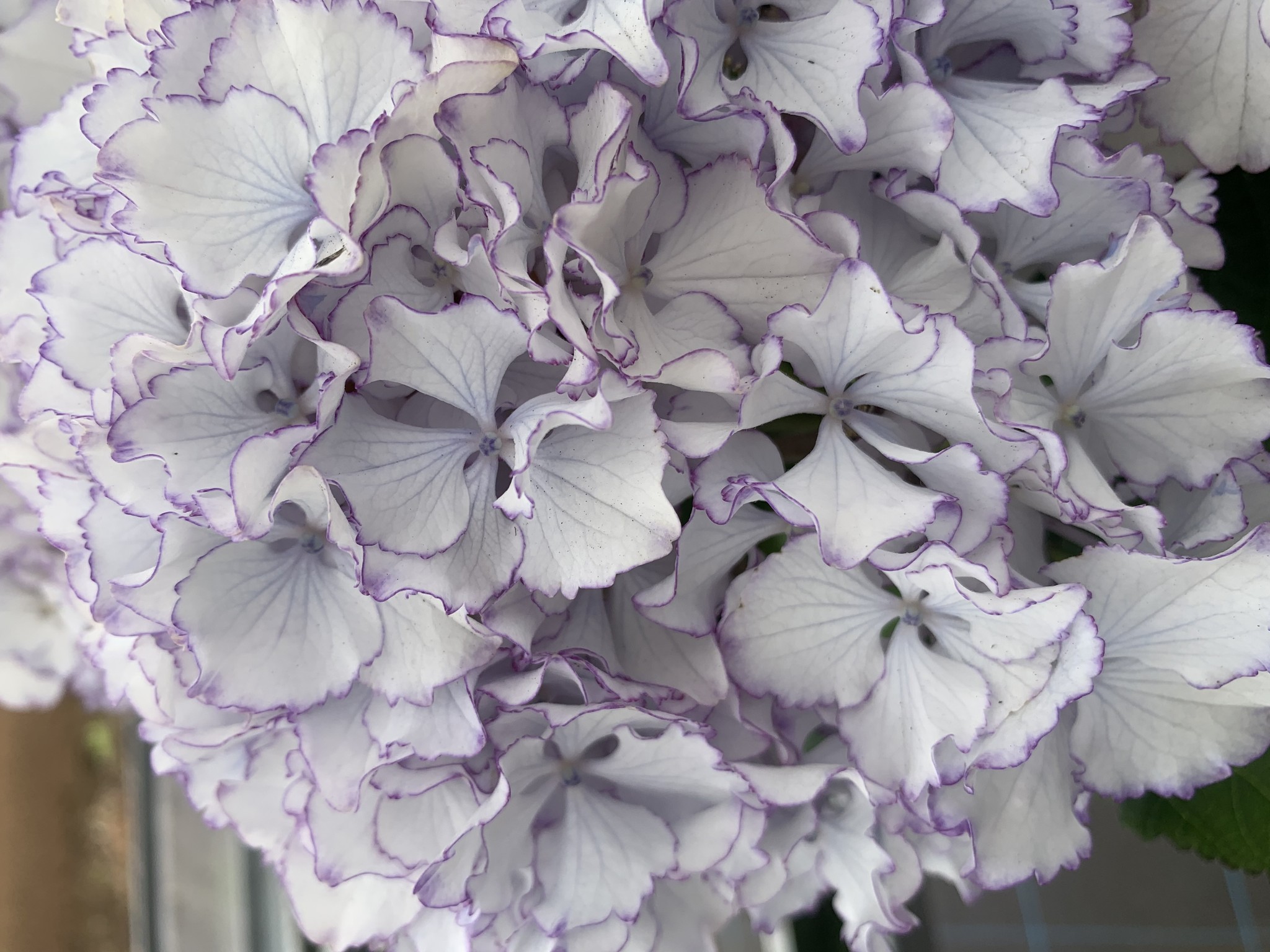 アジサイ 人気品種が目白押し Breed