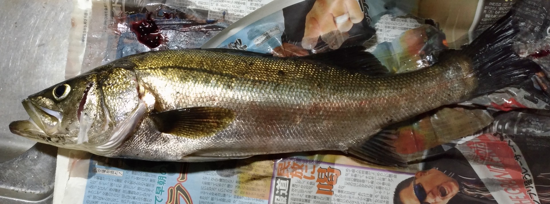 夜釣りでタチウオ狙い Incle