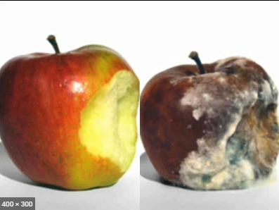 腐ったapple Seiryu Do青龍堂 腐ったapple Seiryu Do青龍堂