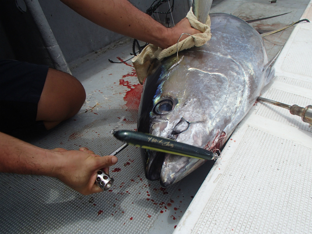 魚の〆方マグロ編 Extreme 畠山研究所