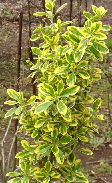 キフクリンマサキ 黄覆輪柾 濃緑色の葉を黄金色の斑が縁取る 育て易くて通年美しいカラーリーフ 神多野園芸