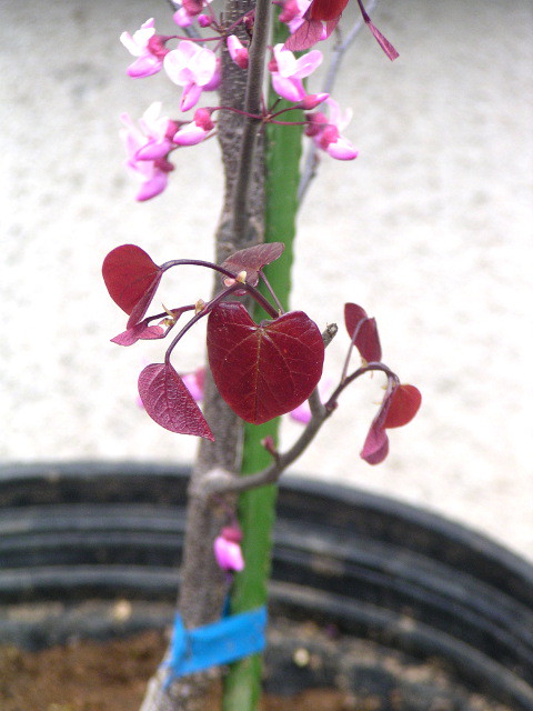 アメリカハナズオウ フォレストパンシー 紫色のハート形の葉と赤紫色の花が人気のカラーリーフ 神多野園芸