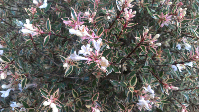 アベリア コンフェティ クリーム色の覆輪と白く小さな花を長期間楽しめる 丈夫で美しい低木 神多野園芸