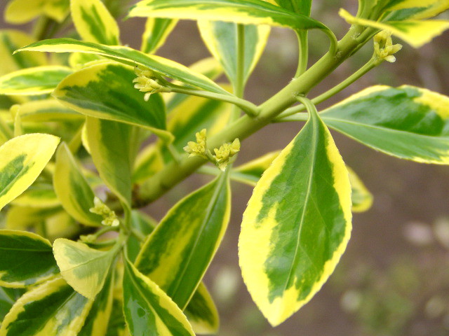 キフクリンマサキ 黄覆輪柾 濃緑色の葉を黄金色の斑が縁取る 育て易くて通年美しいカラーリーフ 神多野園芸