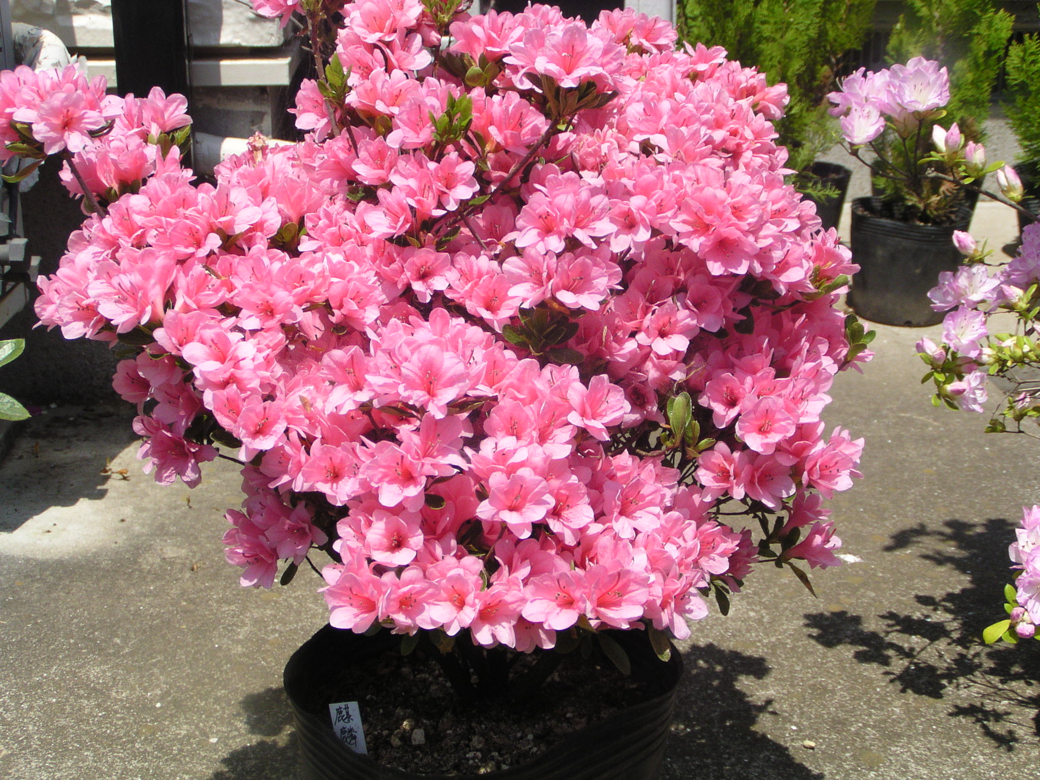 17 4 14 出荷分 4本詰め合わせ ツツジ 12cmポット の御紹介 神多野園芸
