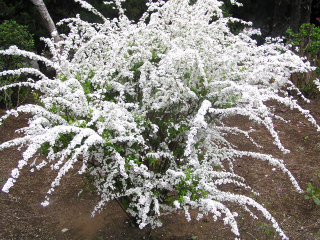 ユキヤナギ 雪柳 冠雪したように白花に包まれる 育て易い花木 神多野園芸