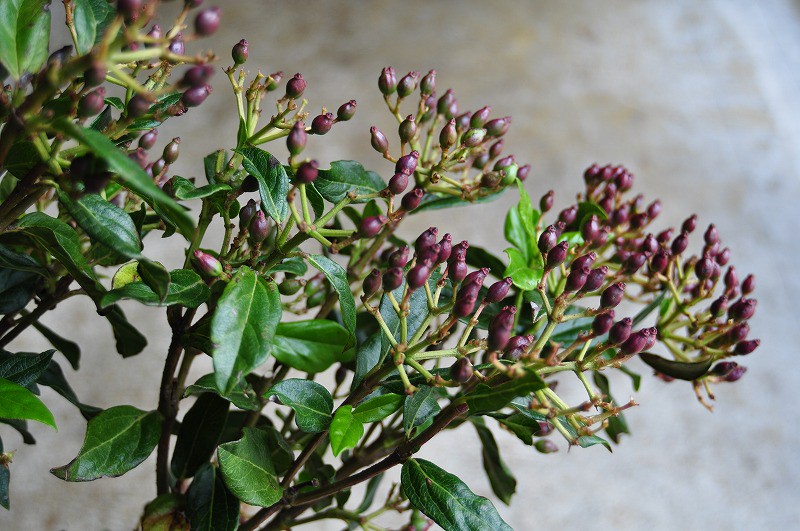 Viburnum Dilataum Atelier Mokara フレッシュ ドライフラワーのお店 Viburnum Dilataum Atelier Mokara フレッシュ ドライフラワーのお店