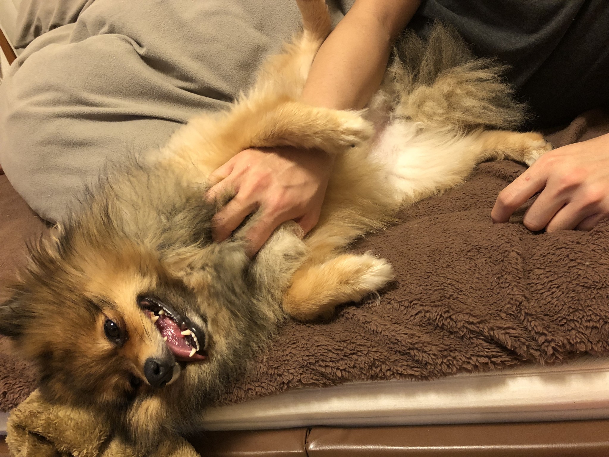 その41 リラックス犬 Fivoo その41 リラックス犬 Fivoo