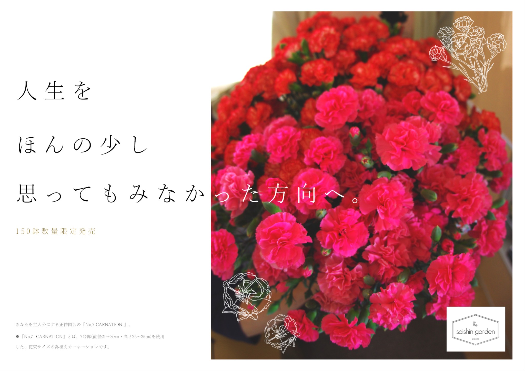はじめまして No 7 Carnation 発売開始しました Seishin Garden 母の日にカーネーションを はじめまして No 7 Carnation 発売開始しました Seishin Garden 母の日にカーネーションを