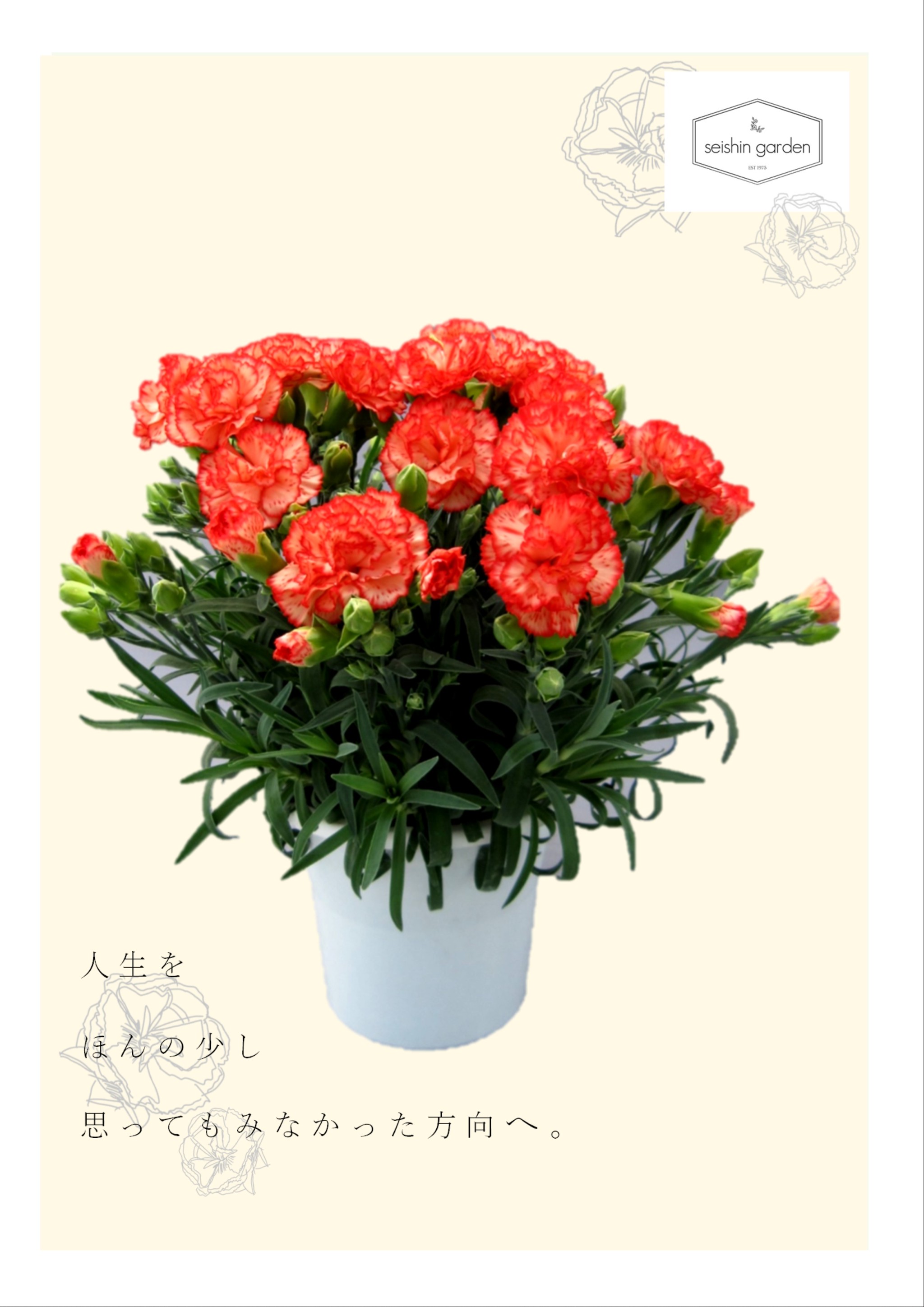 今までにない大きさのカーネーション No 7 Carnation で家族の物語を作ろう Seishin Garden 母の日にカーネーションを