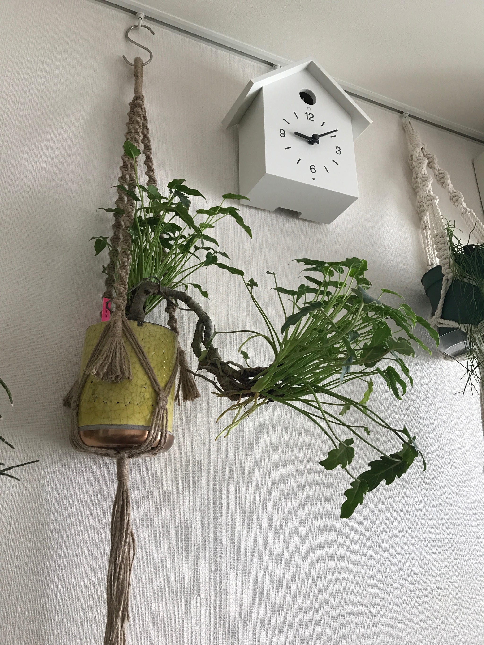 プラントハンガーどこに吊るす イロハガラクタファクトリー