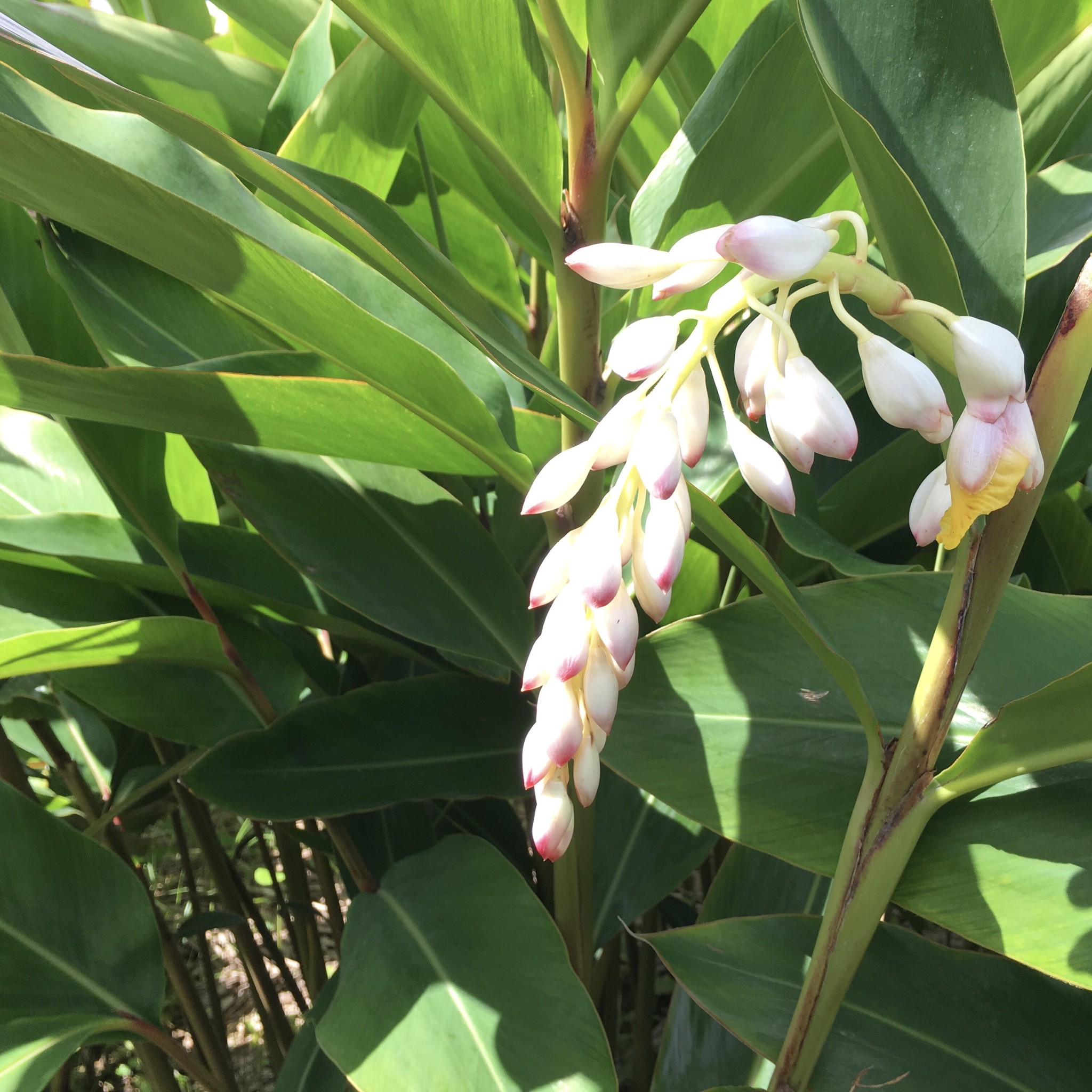 月桃の花が咲き始めました 美味しい 実入り 月桃茶