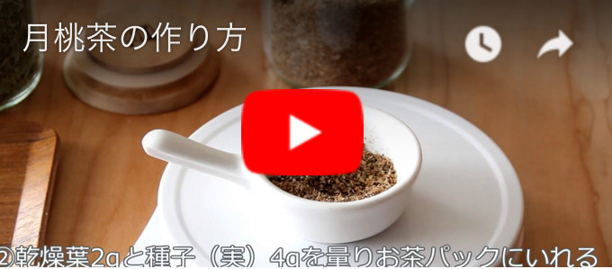月桃茶の作り方 美味しい 実入り 月桃茶 月桃茶の作り方 美味しい 実入り 月桃茶