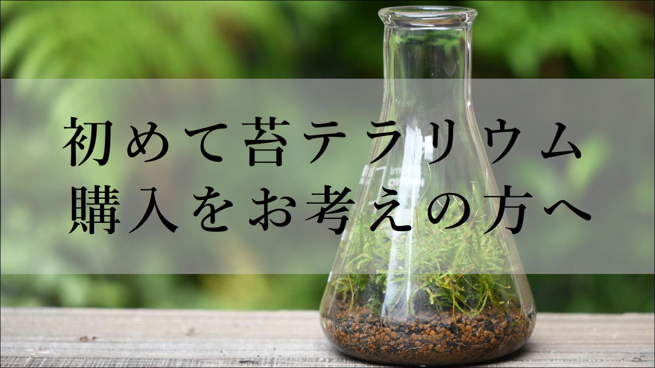 初めて苔テラリウムの購入をお考えの方へ 苔テラリウム専門ショップ道草 初めて苔テラリウムの購入をお考えの方へ 苔テラリウム専門ショップ道草