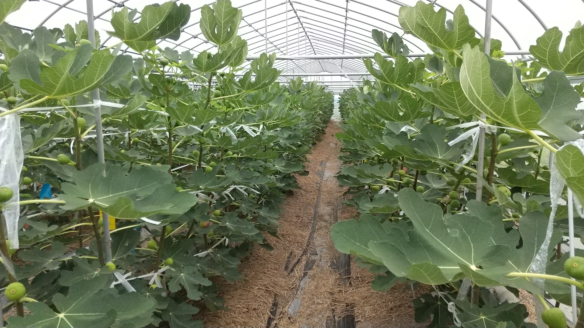Blog 創楽 そら いちじくのファームさとう