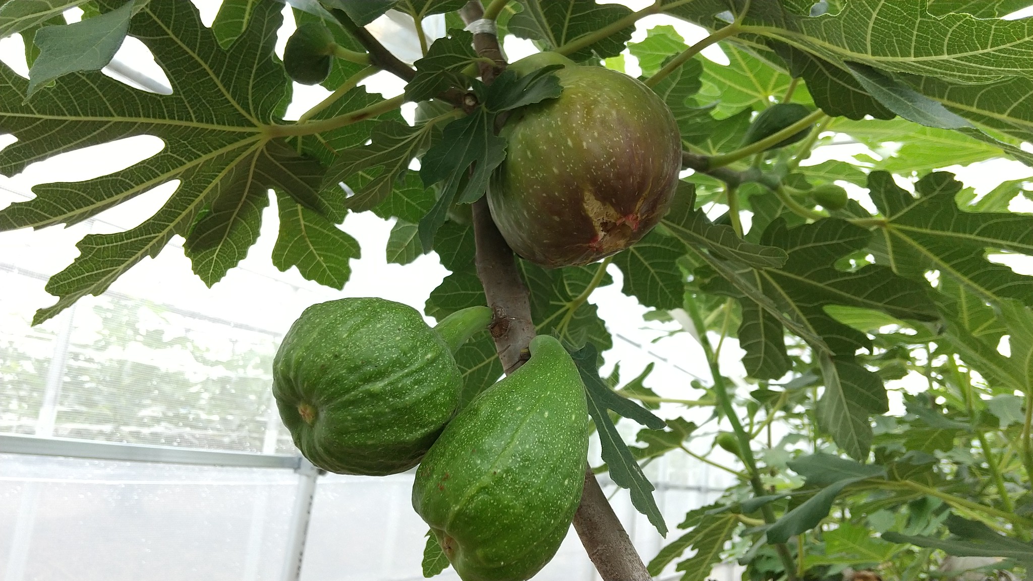 バナーネの夏果が熟してきました 創楽 そら いちじくのファームさとう