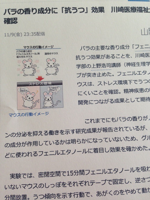 バラの香り成分に 抗うつ 効果 ローズファームきたみ