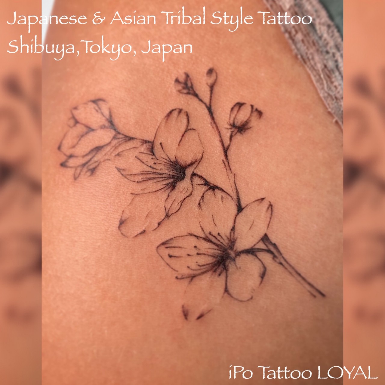 女性向け Girls Tattoo 女の子ガールズタトゥー 東京渋谷タトゥースタジオ Loyal Tattoo 刺青師 渋谷伊彫 東京渋谷 大阪アメ村 In デスペラードタトゥー 女性向け Girls Tattoo 女の子ガールズタトゥー 東京渋谷タトゥースタジオ Loyal Tattoo 刺青師 渋谷伊彫 東京渋谷 大阪アメ村 In デスペラードタトゥー