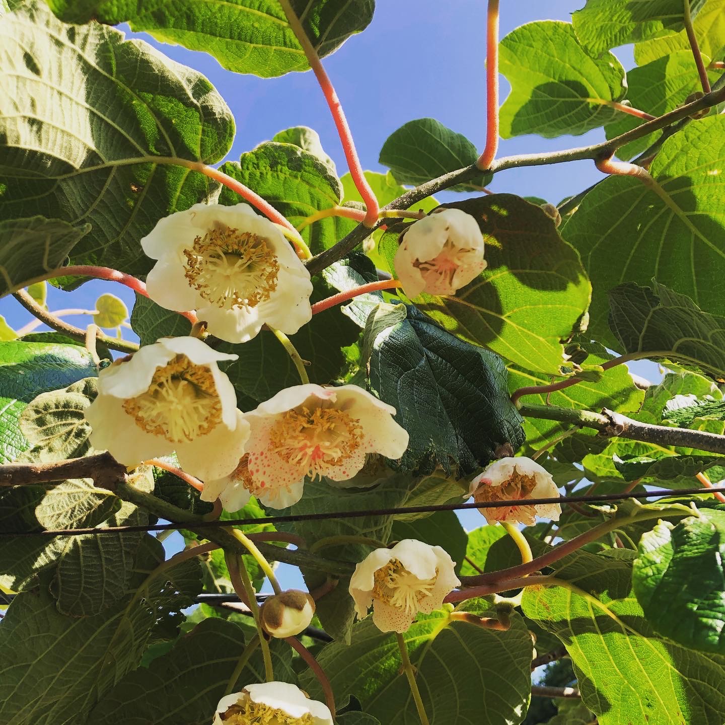 キウイの花が咲きました 愛媛発の自然食品店 電子食品流通研究所オンラインストア 電食で おいしく 健康に キウイの花が咲きました 愛媛発の自然食品店 電子食品流通研究所オンラインストア 電食で おいしく 健康に