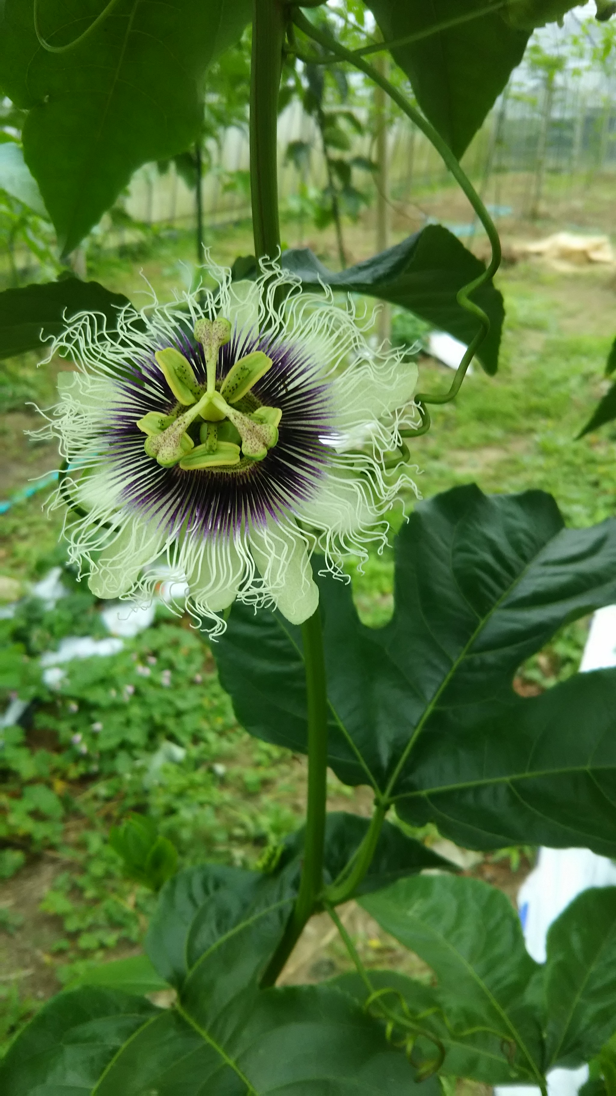一番花 奄美 照井農園 パッションフルーツ たんかん レモン