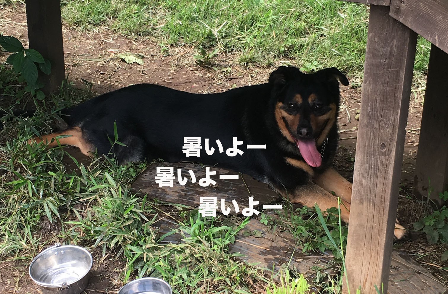 保護犬はかわいそう じゃない 一周年を迎えました ドッグベース七国山