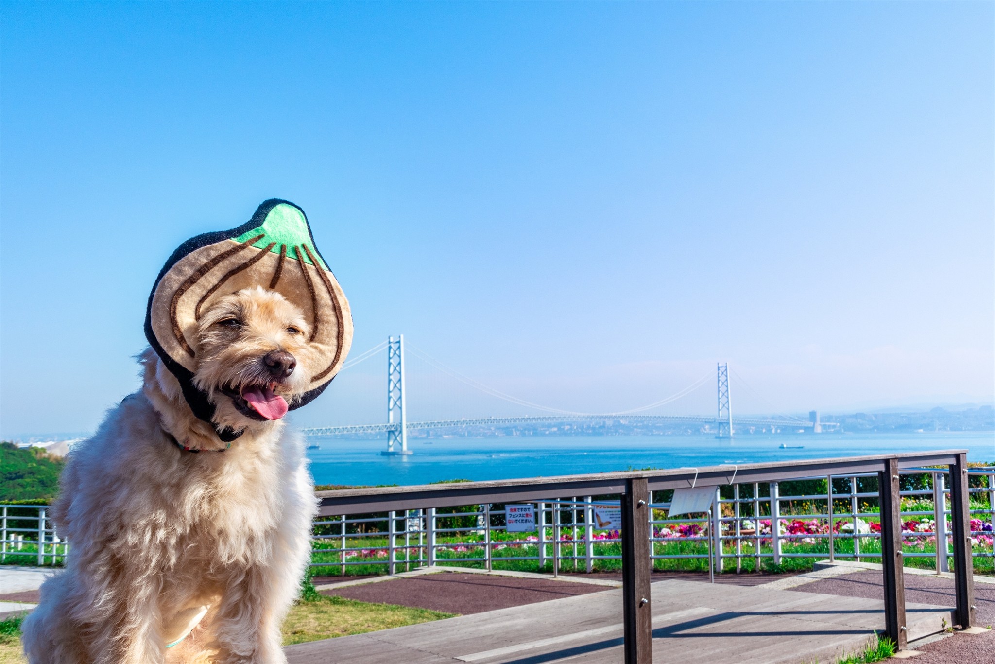 かぶりもの犬 まんぺい 全国行脚の旅 其の三十七 兵庫県 玉ねぎ かぶりもの犬まんぺい Official Online Shop