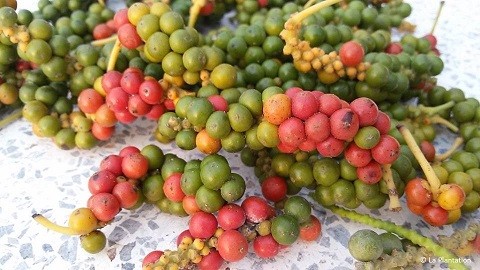 黒 赤 白 胡椒の色が違うのはなぜ La Plantation Japan 黒 赤 白 胡椒の色が違うのはなぜ La Plantation Japan