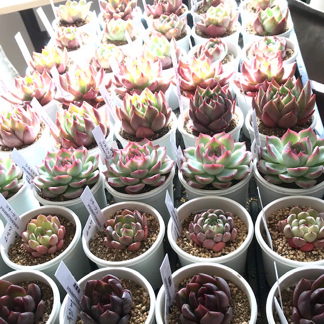 仲間入りの多肉ちゃん達 多肉植物 ようせいのしっぽ