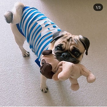 かわいいパグくんから ご注文いただきました Gydog かわいいパグくんから ご注文いただきました Gydog