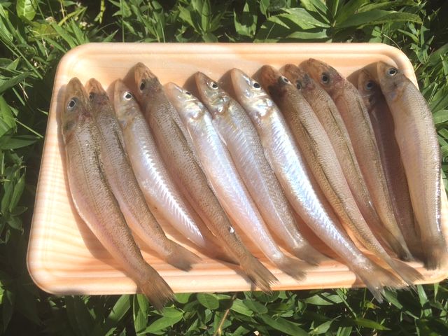 旬の シロギス をスパイシーに食べる すぱいす工房bonga