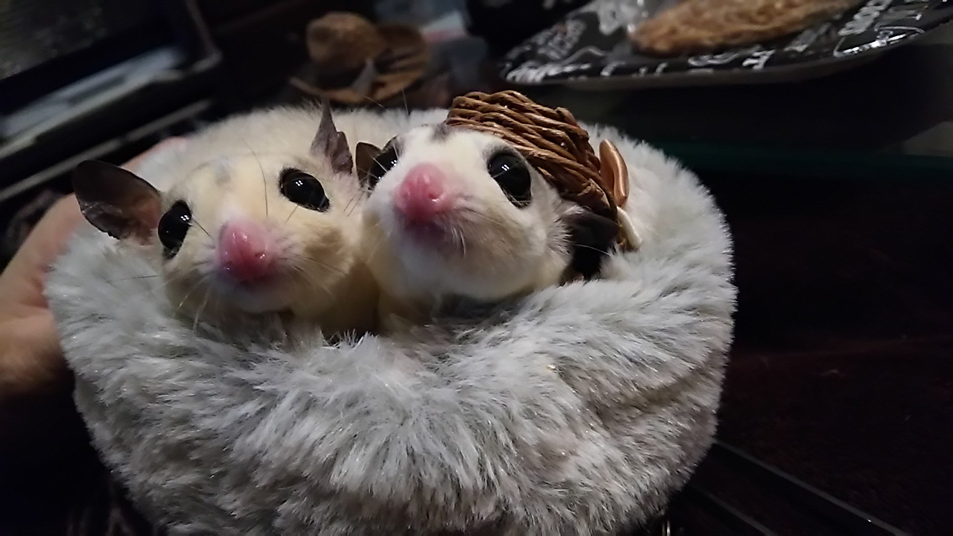 モモンガポーチ販売します Cute Treasure