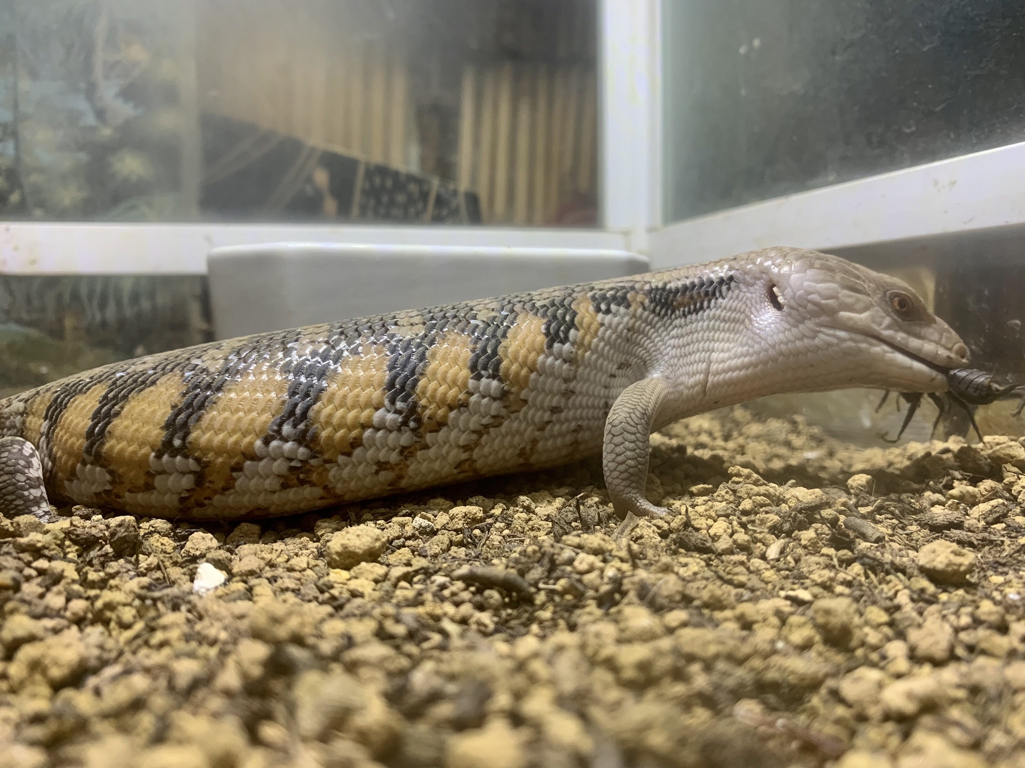 キタアオジタトカゲ アカシックレコーディングス株式会社