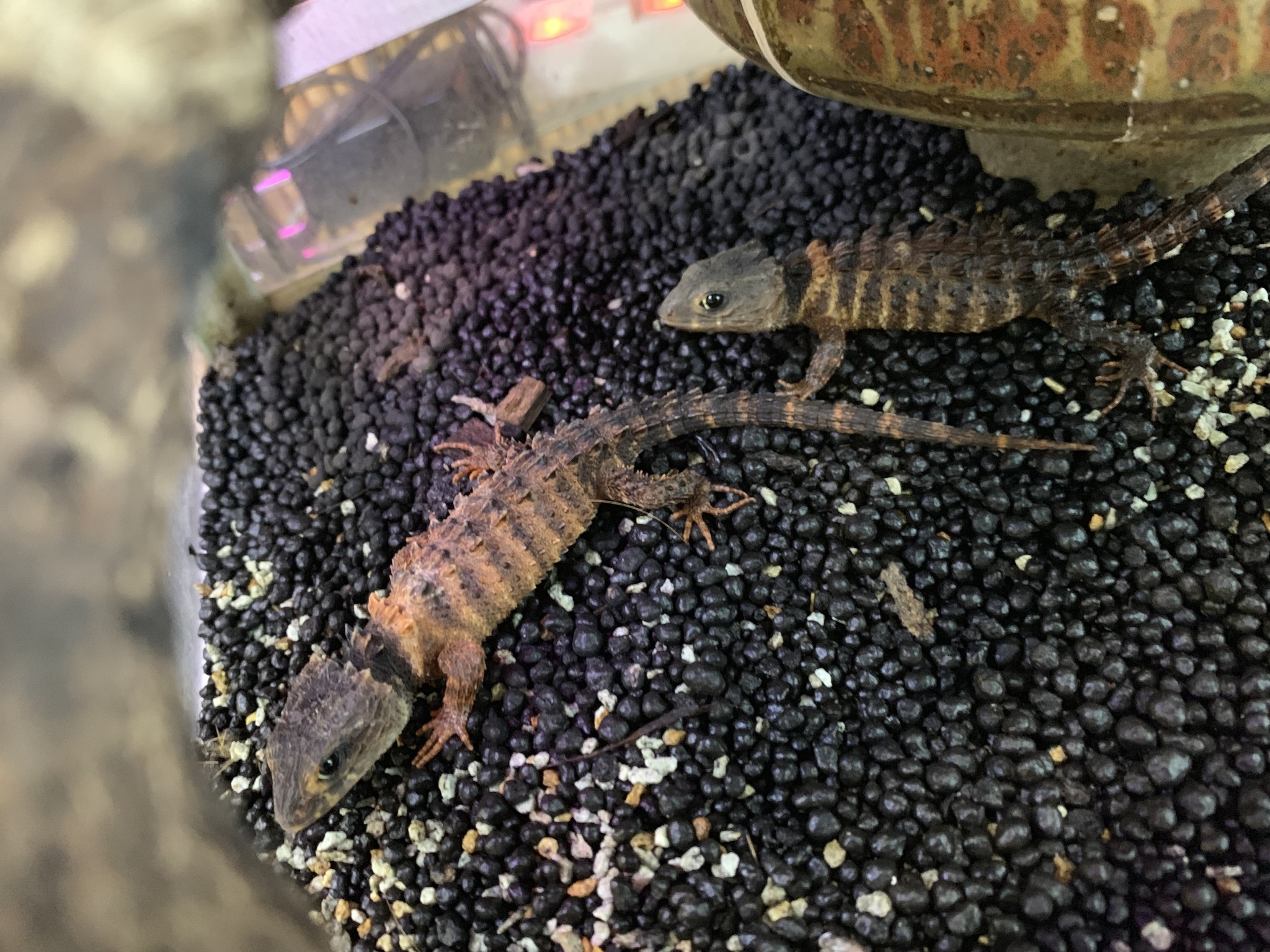 モトイカブトトカゲ アカシックレコーディングス株式会社