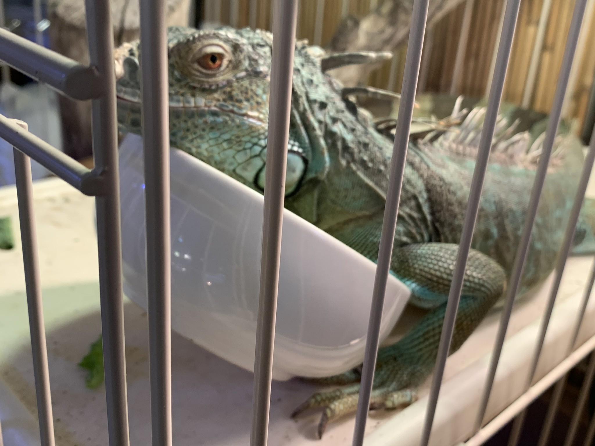 ブルーイグアナ アカシックレコーディングス株式会社