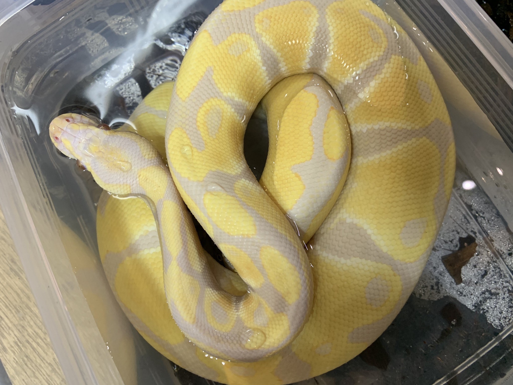 ボールパイソン アカシックレコーディングス株式会社