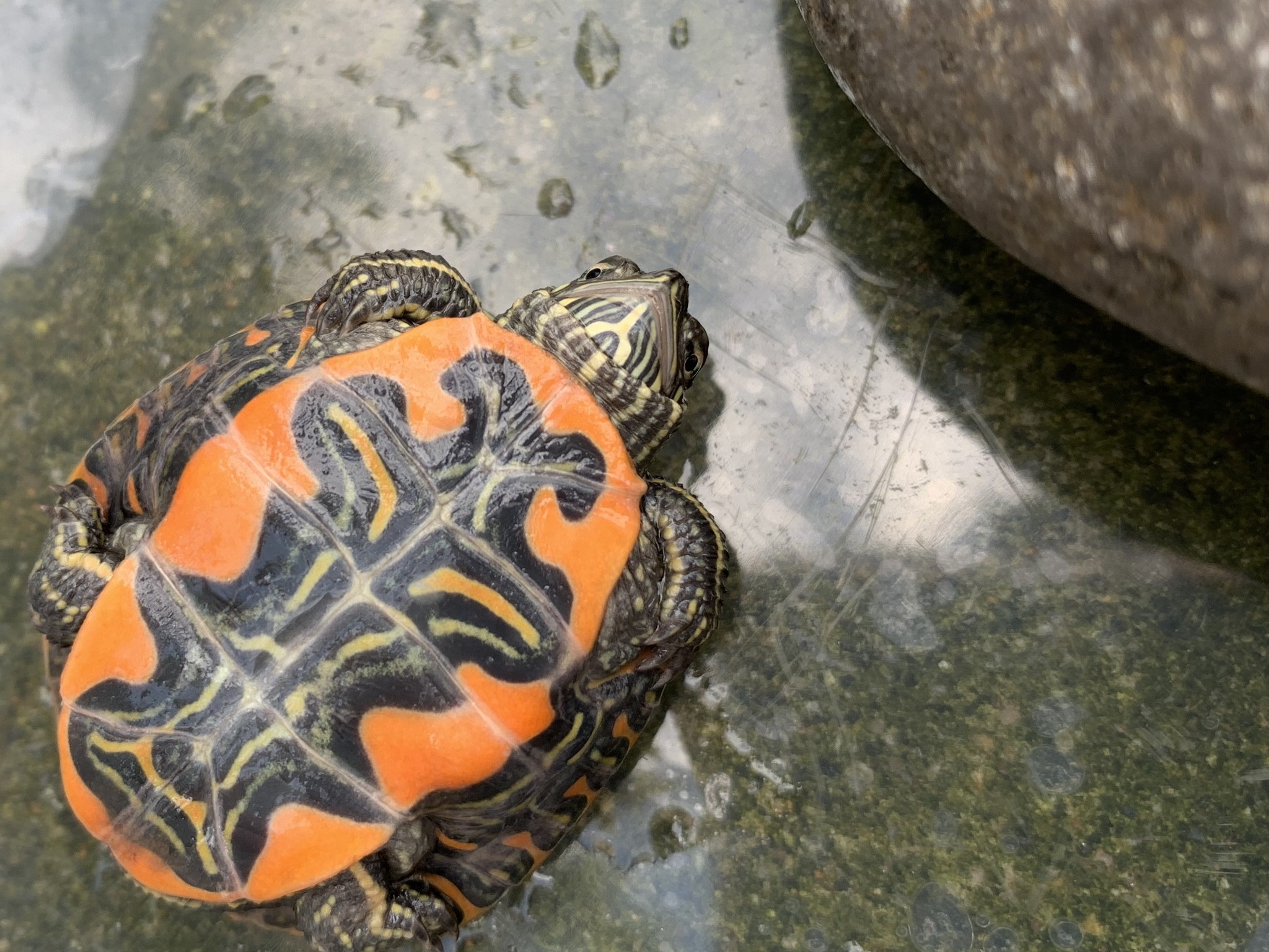 セイブニシキガメ アカシックレコーディングス株式会社