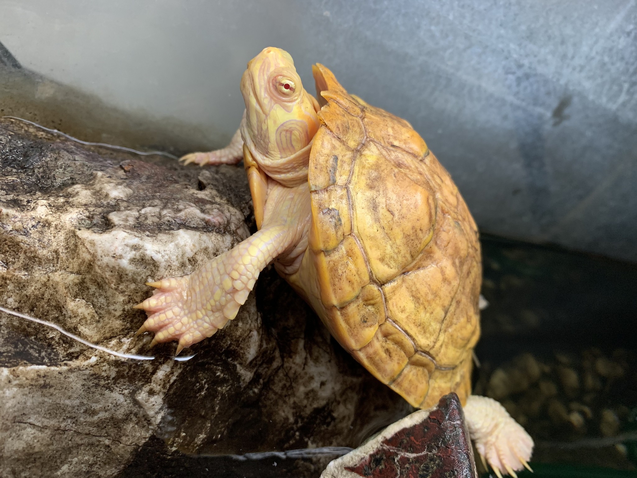 アルビノミドリガメ アカシックレコーディングス株式会社