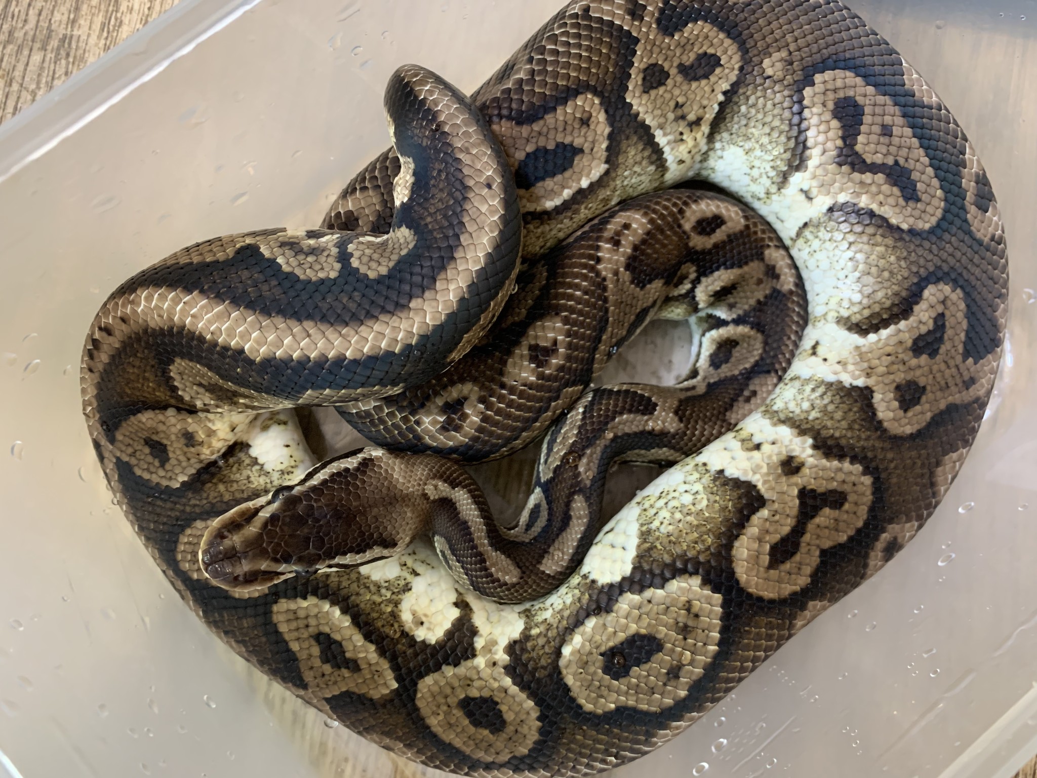 ボールパイソン アカシックレコーディングス株式会社