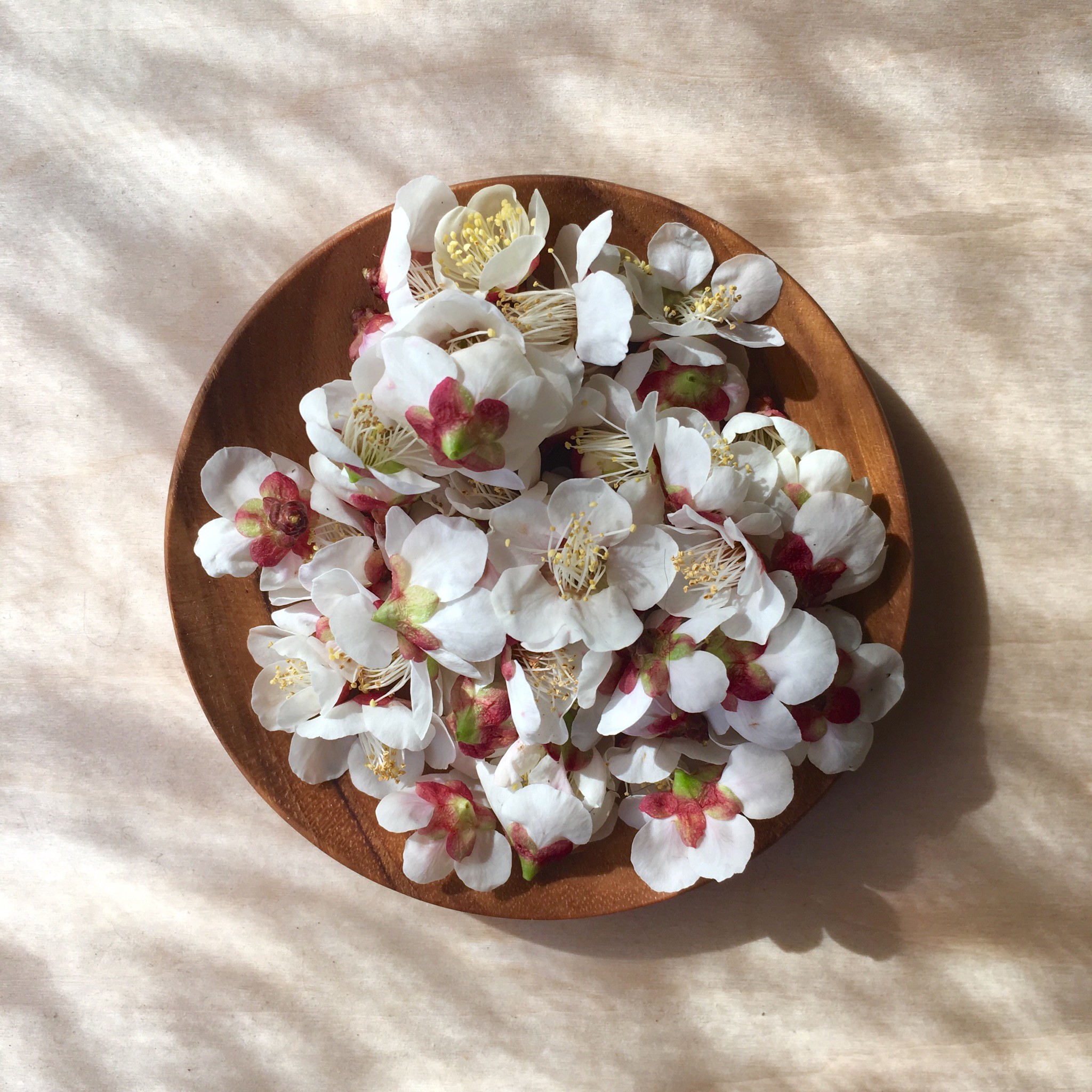 梅の花のティンクチャー作り Yoslife